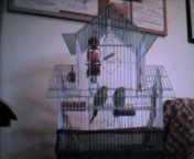 Angel & Buffy's Cage