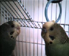 Angel & Buffy