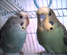 Buffy & Angel