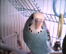 Buffy