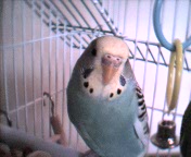 Buffy