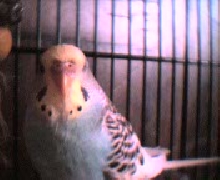 Recent picture of Buffy