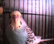 Recent picture of Buffy