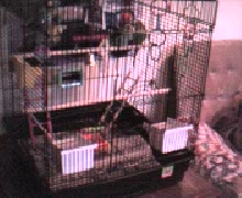 Angel & Buffy's new cage