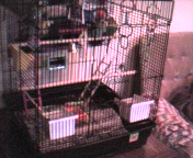 Angel & Buffy's new cage