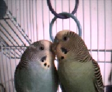 Angel & Buffy Kissing.
