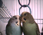 Angel & Buffy Kissing.