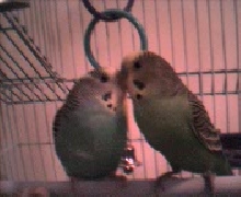 Angel & Buffy Kissing Again