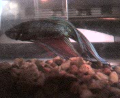 My male betta