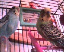 Buffy & Angel