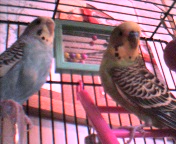 Buffy & Angel