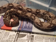 strange boa