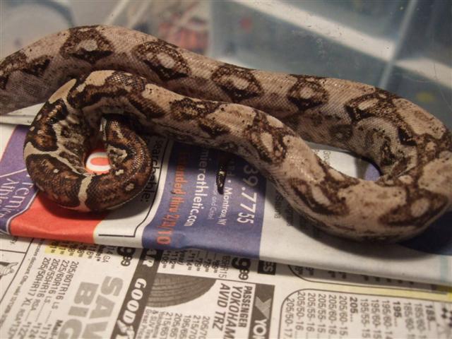 strange boa