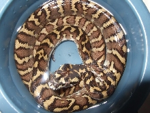 Het granite Irian jaya