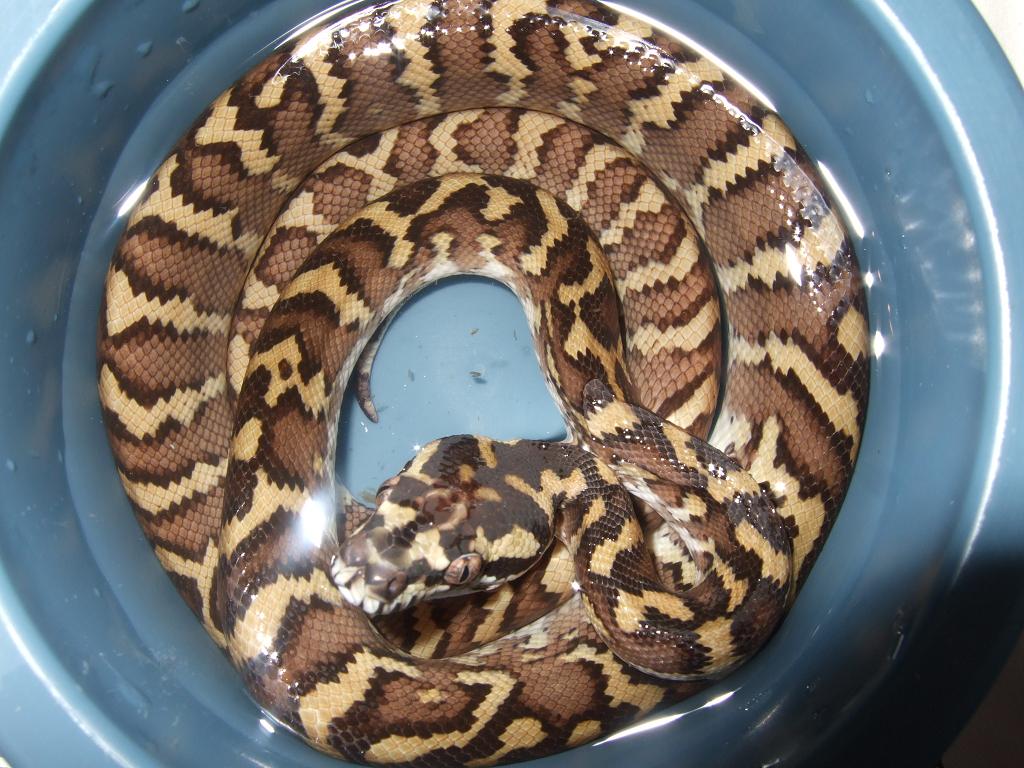 Het granite Irian jaya