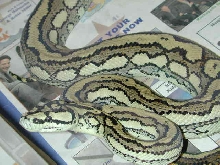 Tiger Carpet on cleaning day