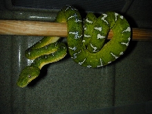 emerald tree boa
