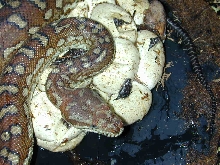 Mother Bredl's tends to her babies