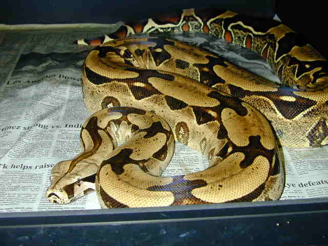 Florida refdtails Surinam