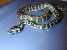 hatchling jaguar x jungle carpet