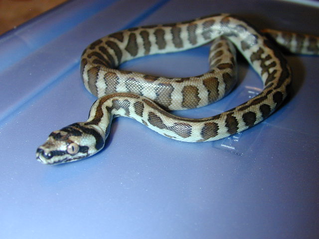 hatchling jaguar x jungle carpet