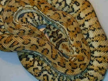 hypo carpet python