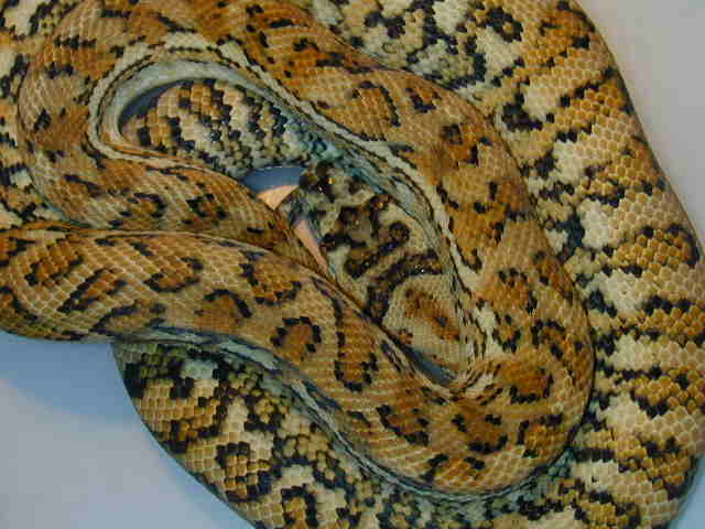 hypo carpet python