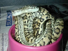male "hypo" carpet ?