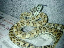 female "hypo" carpet ?
