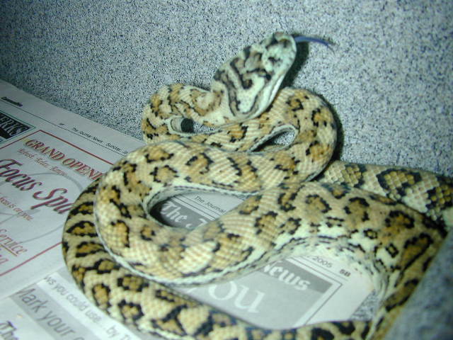 female "hypo" carpet ?