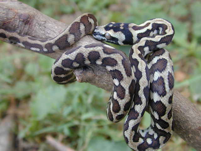 another jag x jungle carept