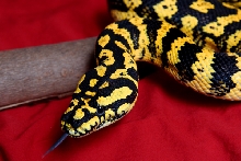 female breeder jungle