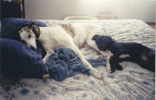 Pleasant dreams