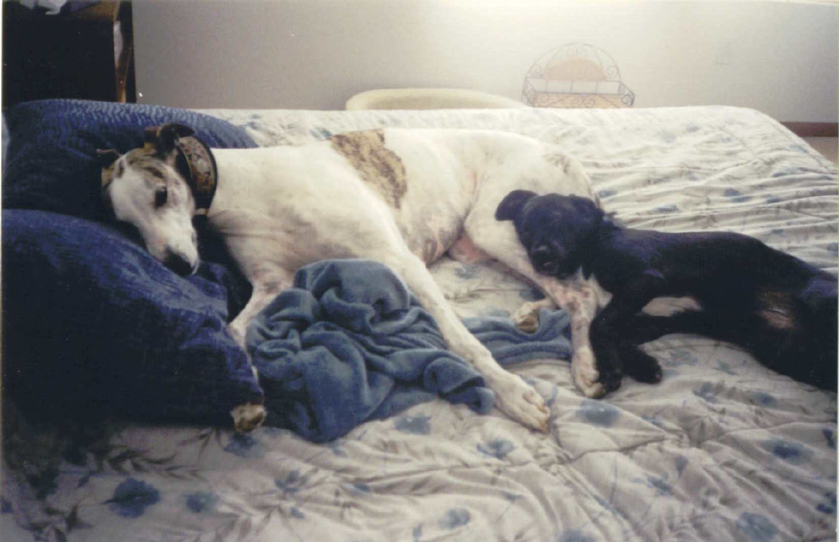 Pleasant dreams