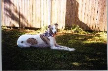 A patriotic greyhound