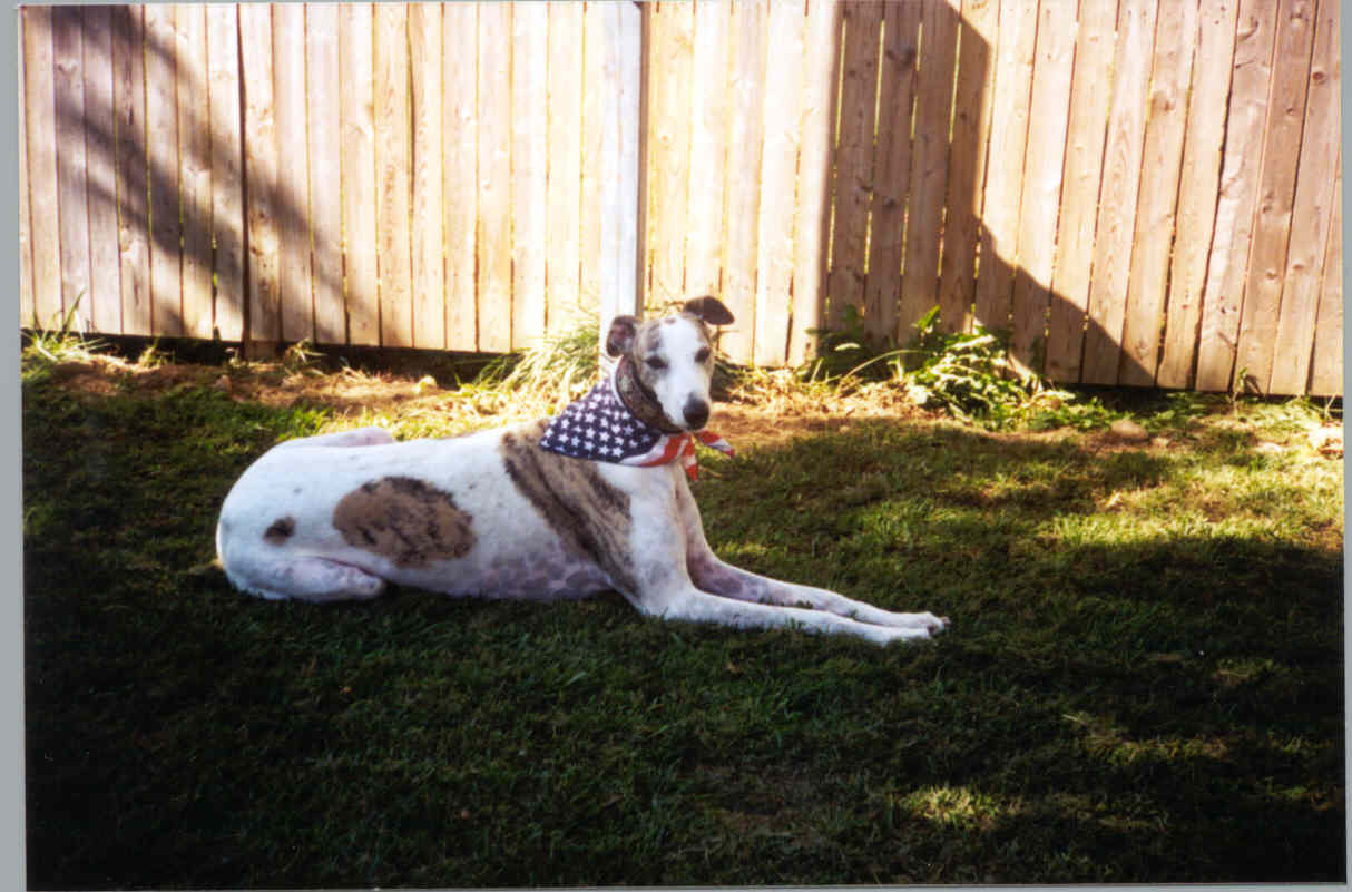 A patriotic greyhound
