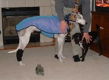 Sky's coat and hock warmer