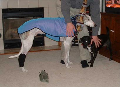 Sky's coat and hock warmer