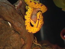 my chondro feeding