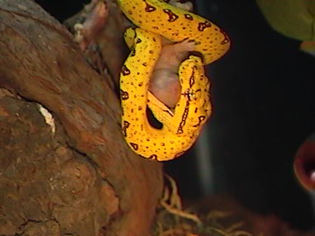 my chondro feeding