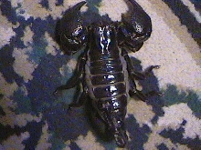 prego emperor