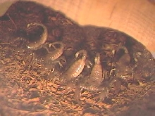 the baby emperors