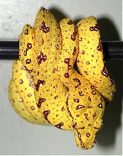 my male biak