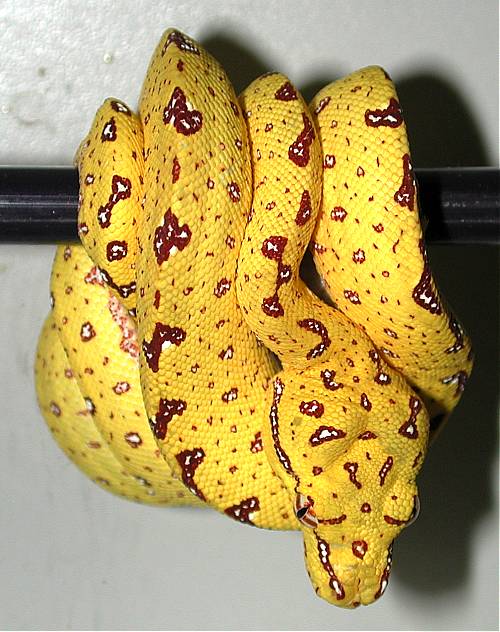 my male biak