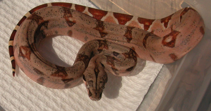 male A