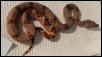 male A