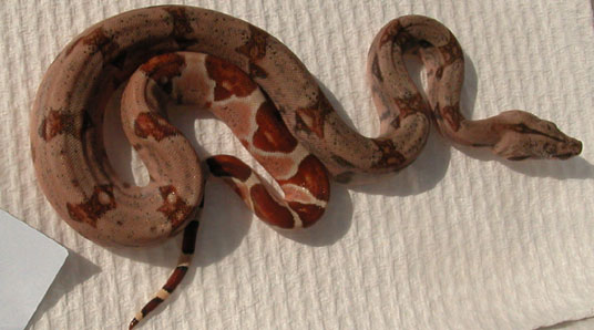 male A