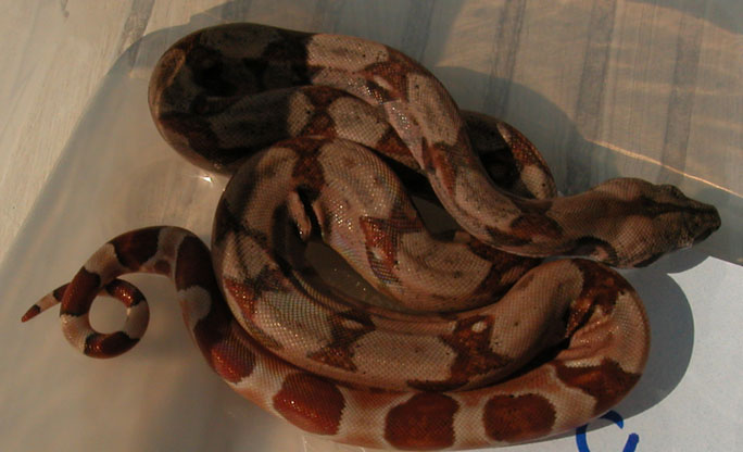 male b