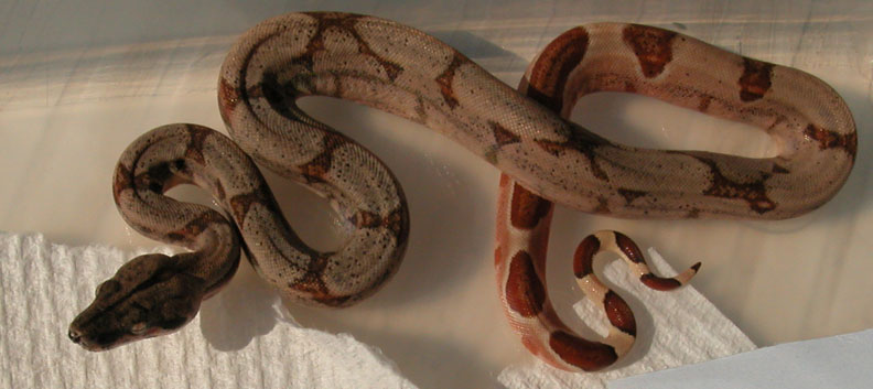 female C
