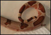 female C tail shot